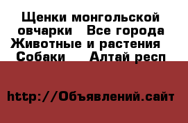 Щенки монгольской овчарки - Все города Животные и растения » Собаки   . Алтай респ.